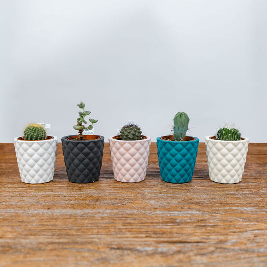 Cactus in small coloured pot - Scent Floral Boutique NZ