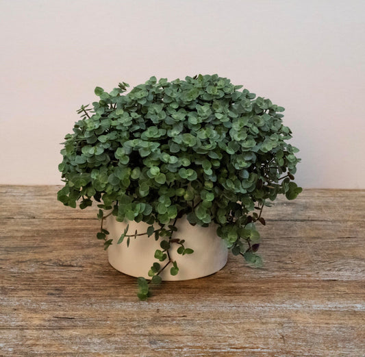 Calissia Bubbles - Scent Floral Boutique NZ