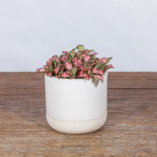 Fittonia - Scent Floral Boutique NZ