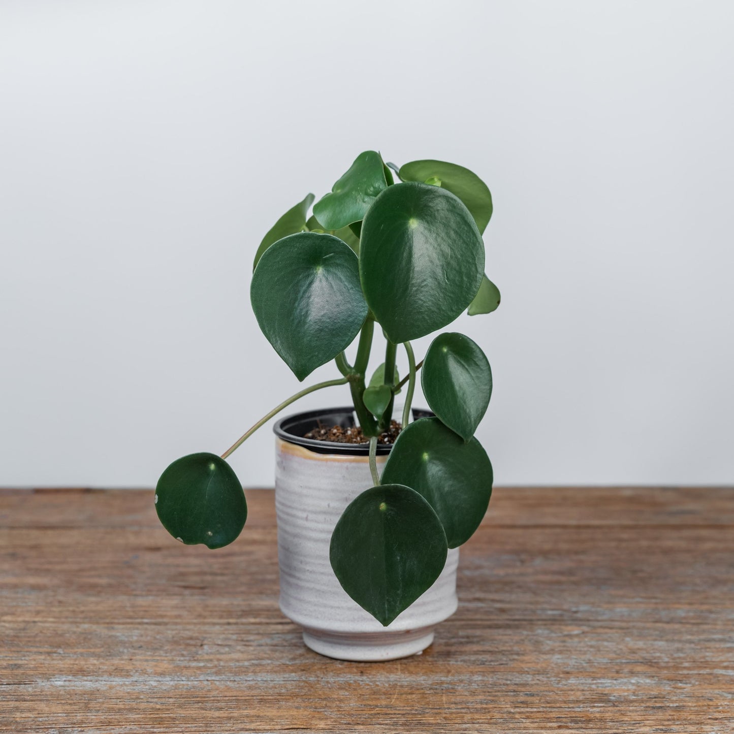 House Plants - Scent Floral Boutique NZ