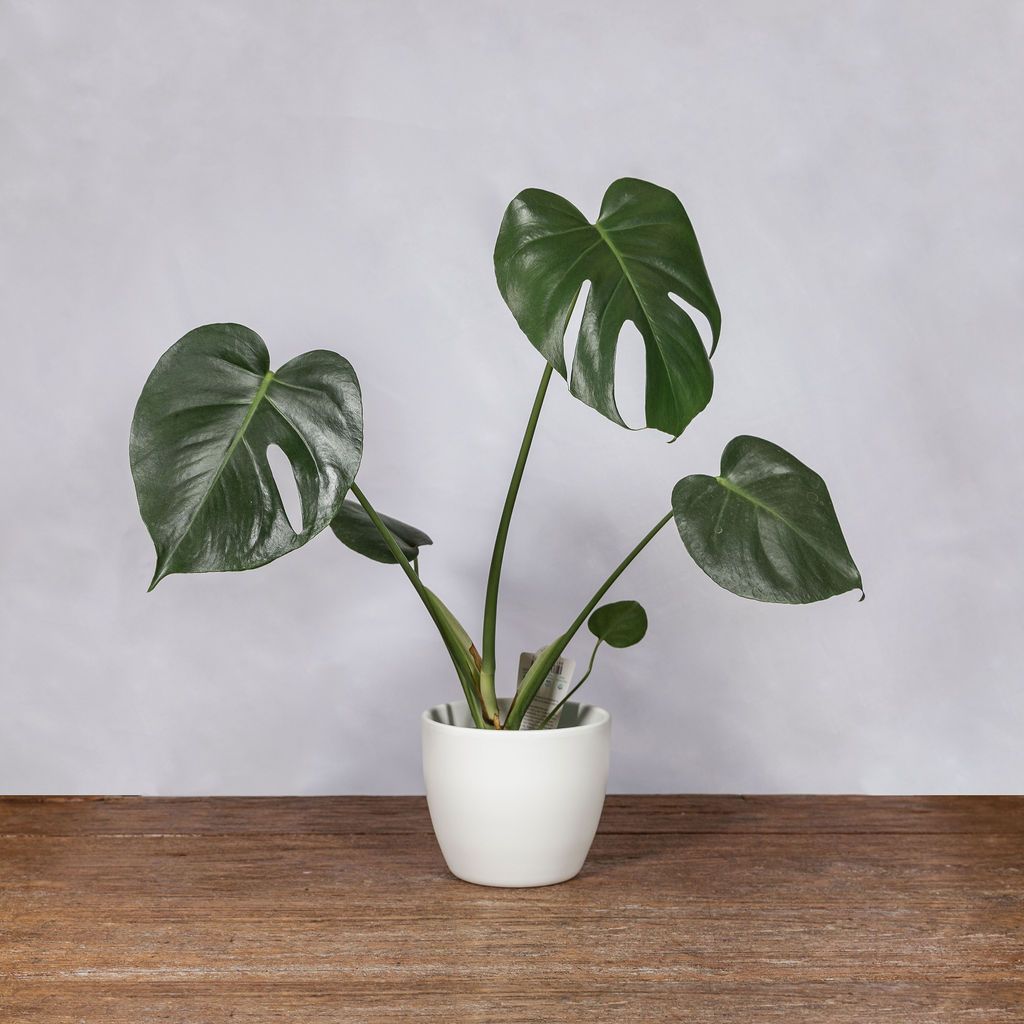 monstera plant nz Monstera Deliciosa – Scent Floral Boutique NZ