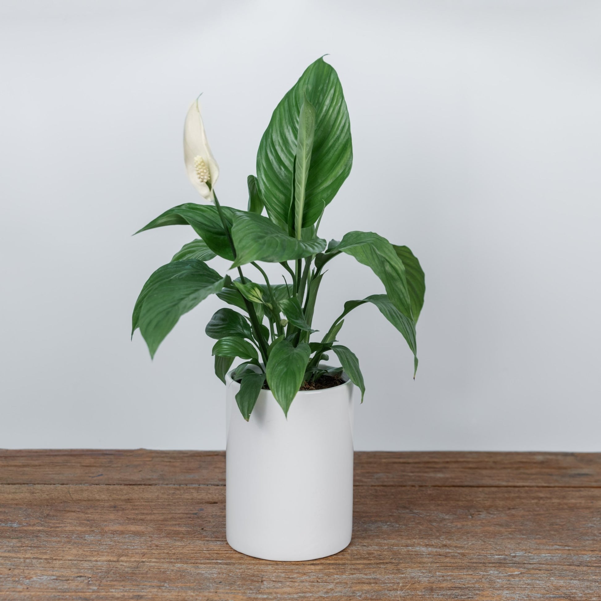 Peace Lily - Scent Floral Boutique NZ