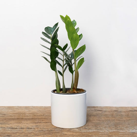 Zanzibar Gem - Scent Floral Boutique NZ