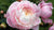 PEONIES - Scent Floral Boutique NZ