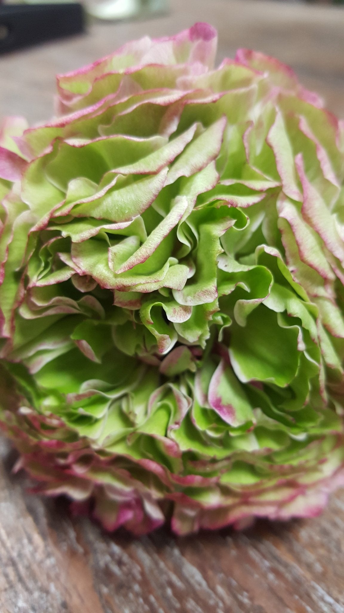 Spring is here and its BLOOMING everywhere..... – Scent Floral Boutique NZ