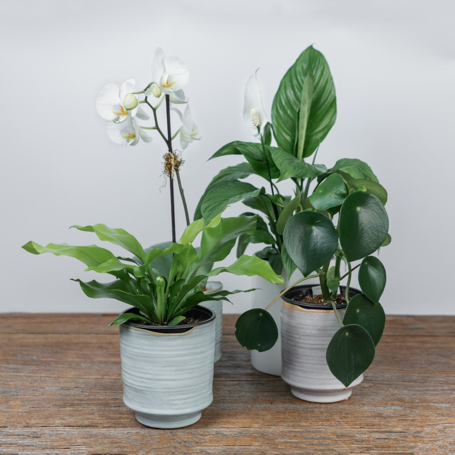 Plants | Scent Floral Boutique NZ