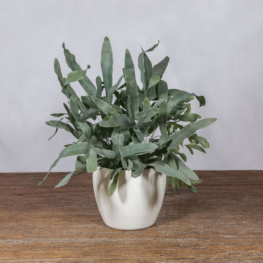 Blue Star Fern - Scent Floral Boutique NZ
