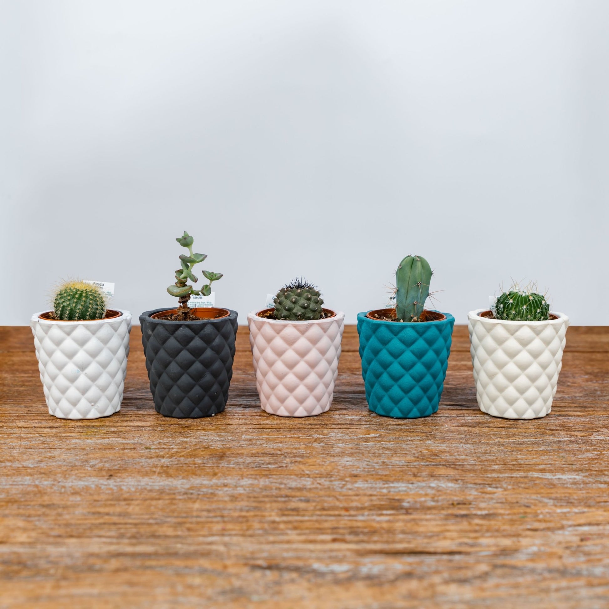 succulent pots nz Cactus in small coloured pot – Scent Floral Boutique NZ