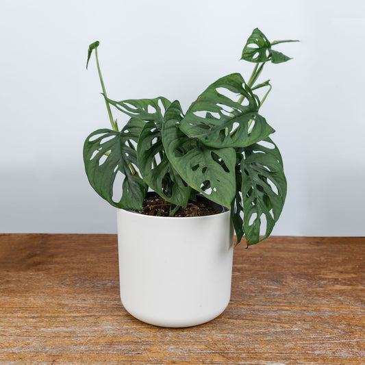Monstera Monkey Mask - Scent Floral Boutique NZ