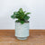 Peperomia Green - Scent Floral Boutique NZ
