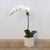 Phalaenopsis Orchid Plant - Scent Floral Boutique NZ